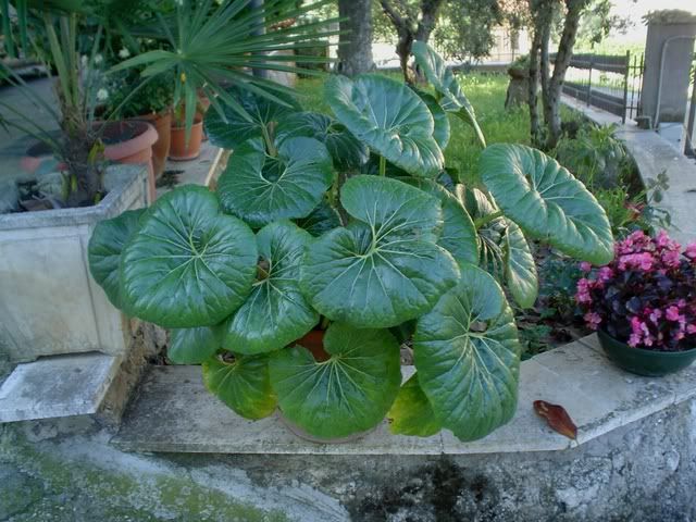 DSC03738.jpg