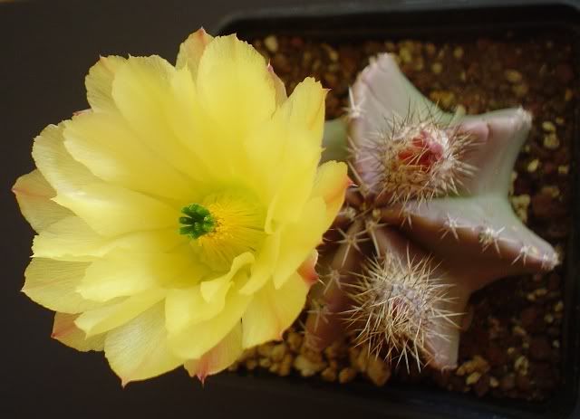 ERIKAechinocereussubinermis7.jpg