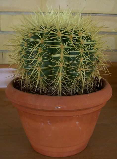 EchinocactusGrusonii3.jpg