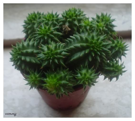 Euphorbiasuzanne.jpg