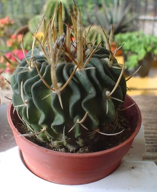 echinofossulocactus1.jpg