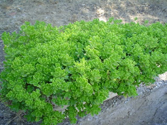 sedum.jpg