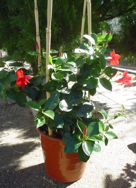 dipladenia2.jpg