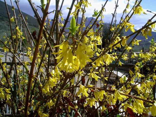 forsythia4x.jpg