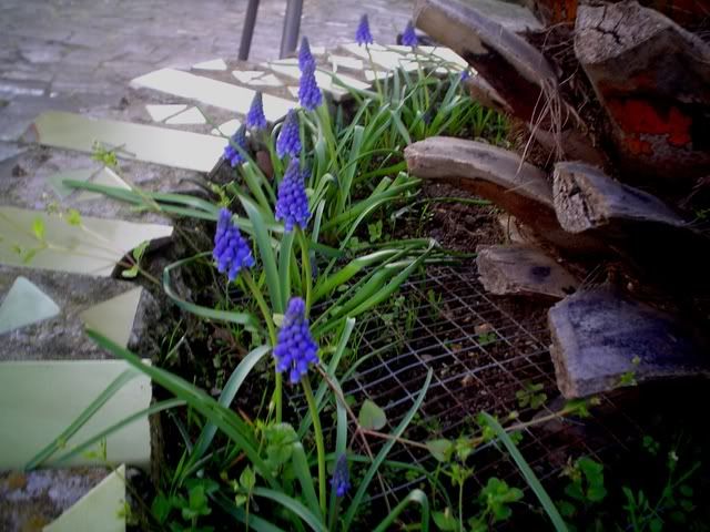 muscari3.jpg