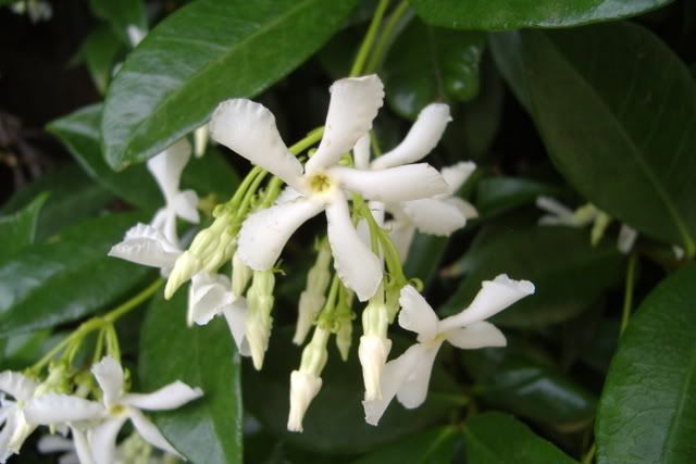 trachelospermumjasminoides.jpg