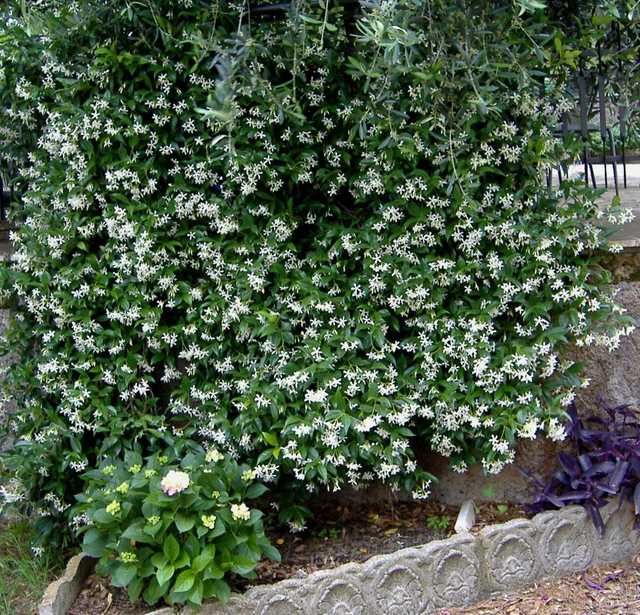 trachelospermunjasminoides1.jpg