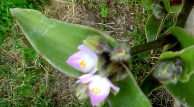 tradescantiabloss1.jpg