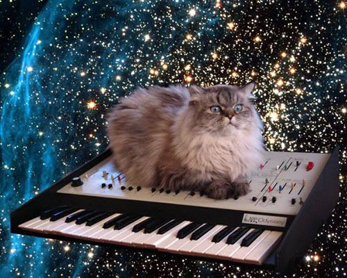 catonakeyboardinspace.jpg