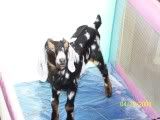 Murphy"s Law    cute PIC!!! - Goats