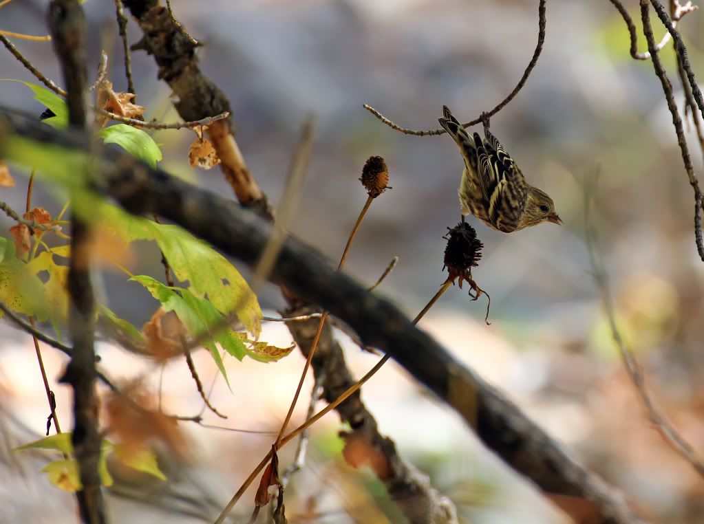 IMAGE: http://i200.photobucket.com/albums/aa229/bmwcolin/IMG_2814.jpg