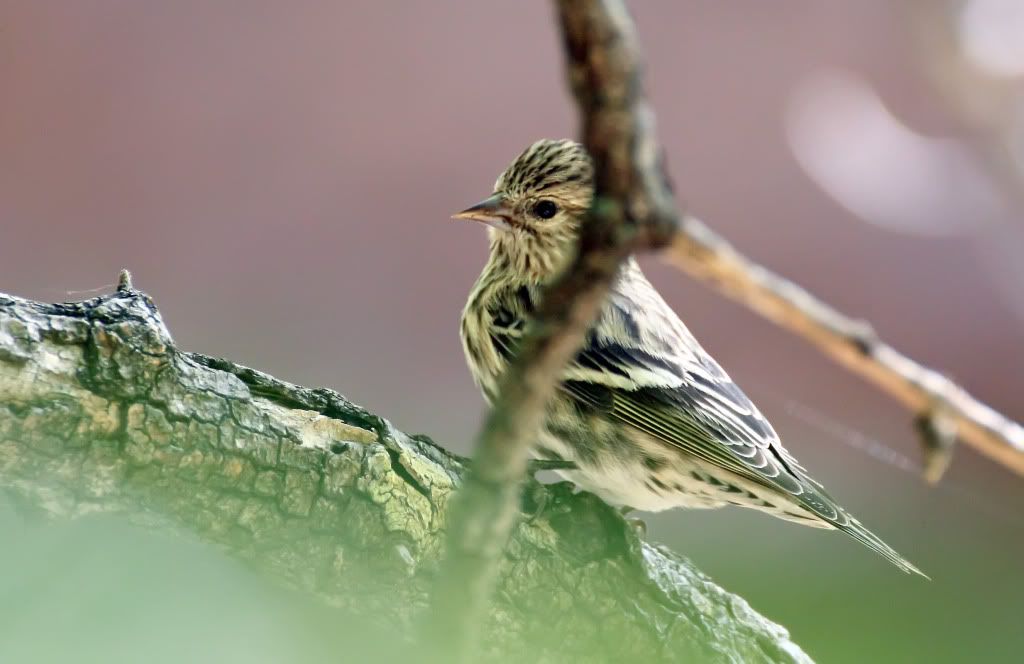 IMAGE: http://i200.photobucket.com/albums/aa229/bmwcolin/IMG_2831.jpg