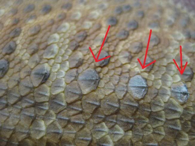 Individual scales shedding&hellip; cause for concern? • Bearded