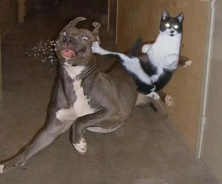 Perro vs Gato