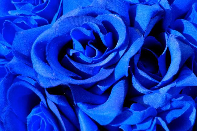 rose blue