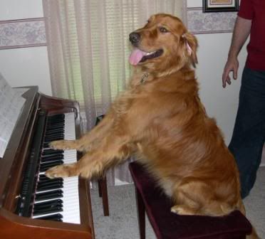 pianodog.jpg