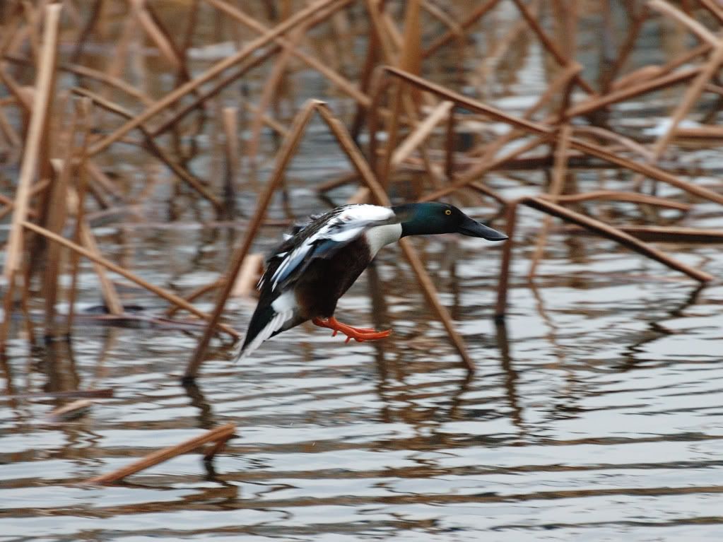 DSC_2456.jpg