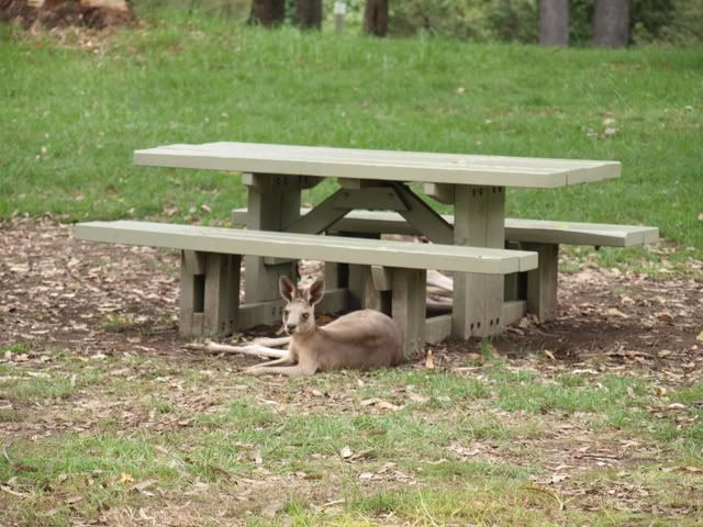 Tables and a Eastern Grey Kangaroo