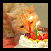 birthday cat Pictures, Images and Photos