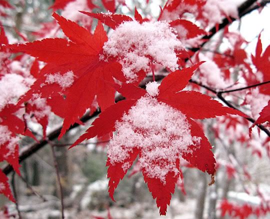 Snow Maple Leaves