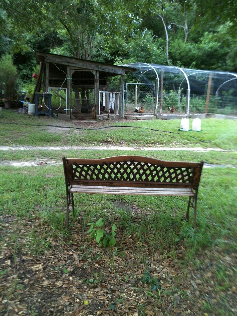 The Chicken Ranch's humble beginnings Chicken Forum