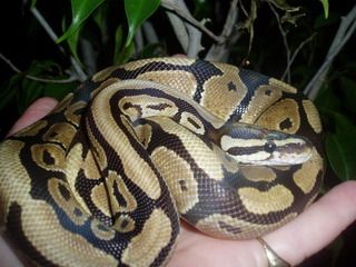 November09snakes049.jpg