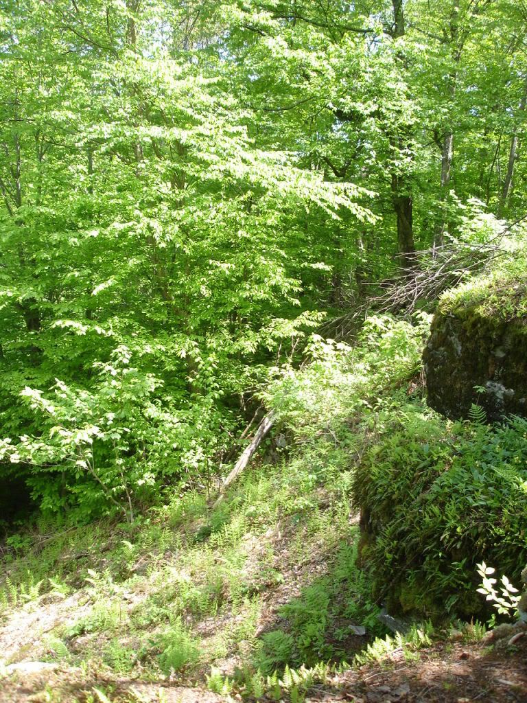DSC02728.jpg