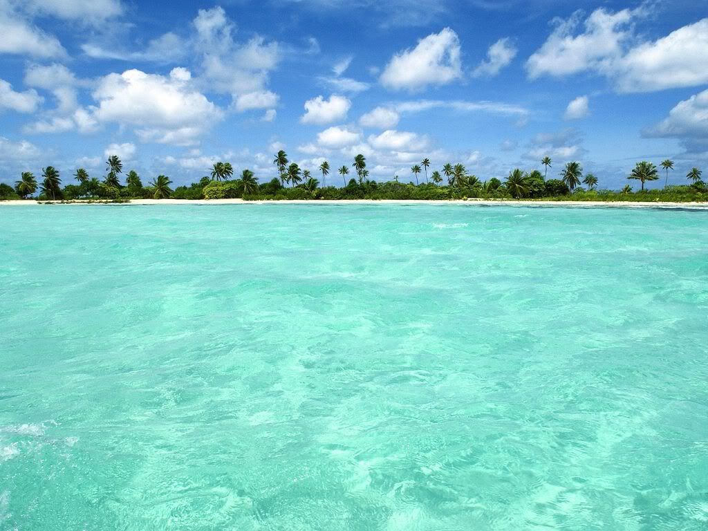 PalmParadise.jpg