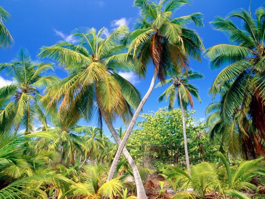 PalmParadiseSeychelles.jpg
