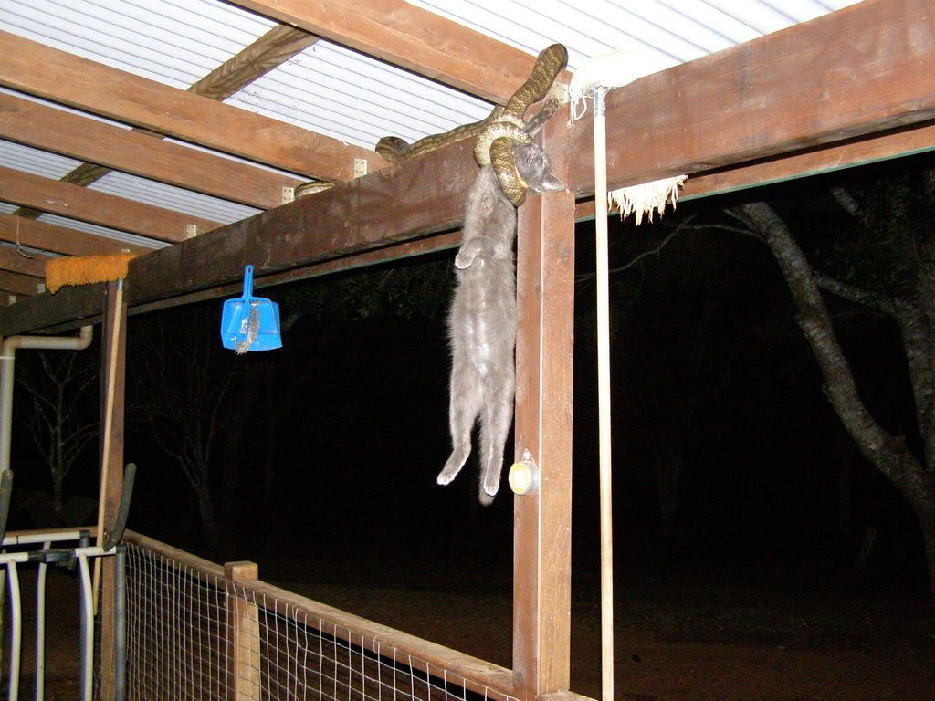 G Kucing Dijerut Ular ANAK DESA MODENbukan Sekadar Blo