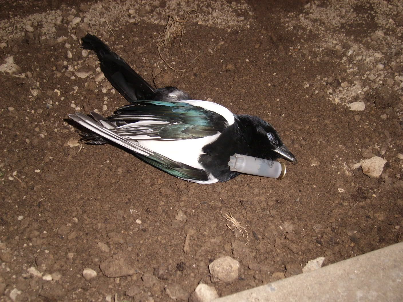 magpie005.jpg