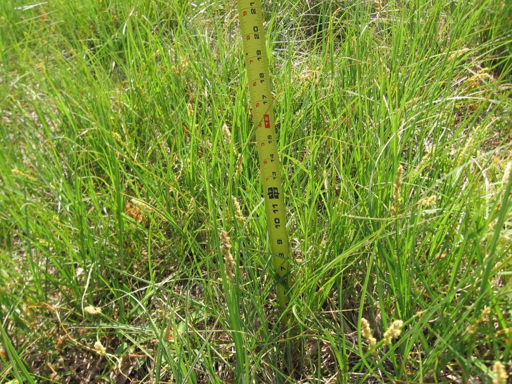 Pensacola Bahia Grass