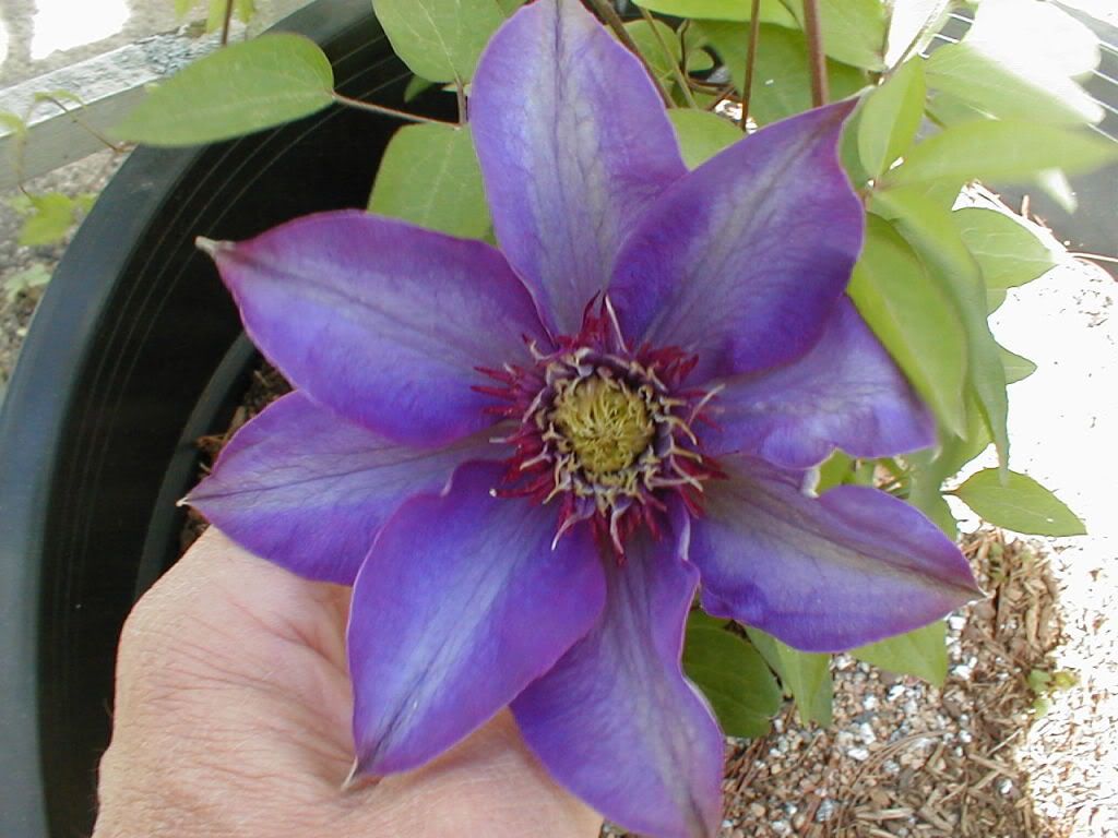 clematis in a pot