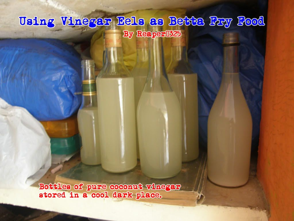 Vinegar Eels the Easy Way Betta Fish Forum