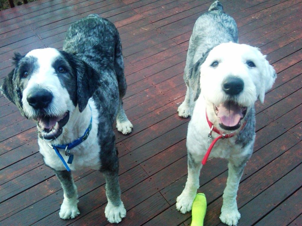 Best SHTF Dog Breed? Page 5