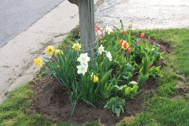 Mail box garden-Do you have one?