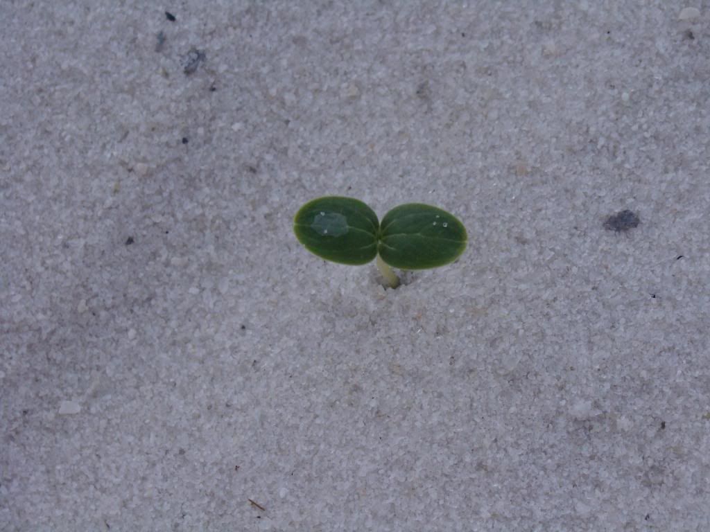  photo DSC06176_zpsff511bc2.jpg