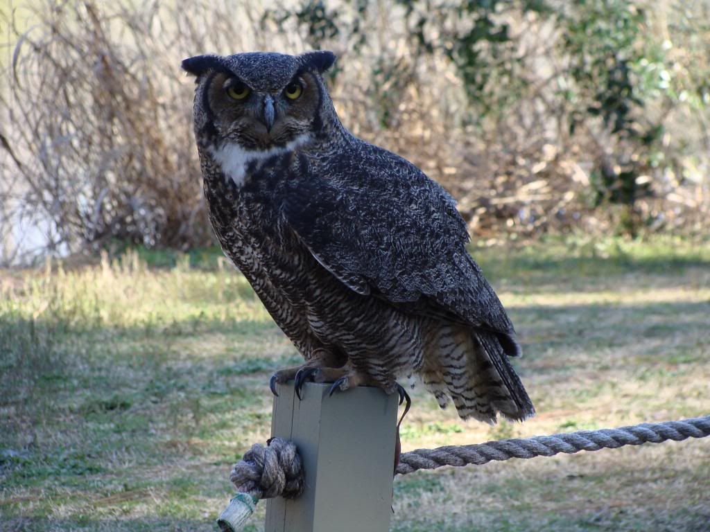  photo DSC03488_zps37877808.jpg