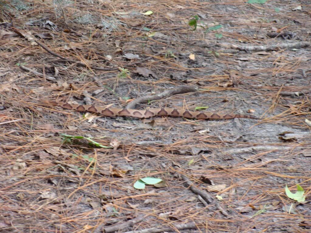  photo 015_zps1349b64b.jpg