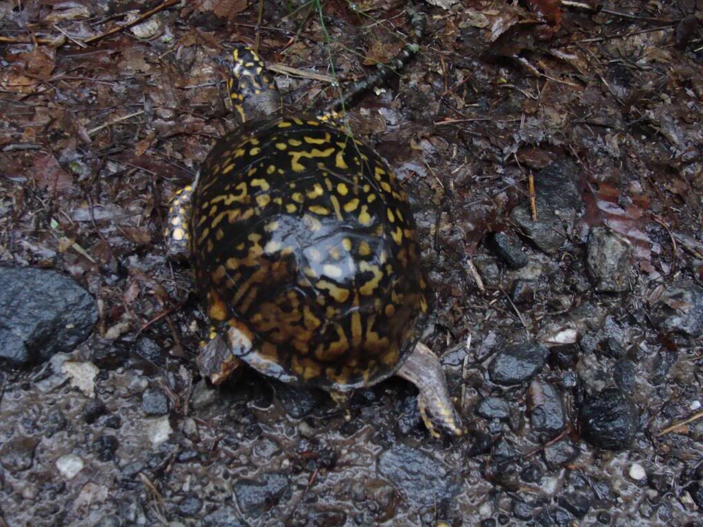  photo DSC05616_zps49073ab5.jpg