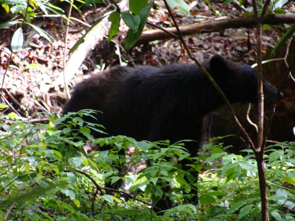  photo DSC05706_zps2b37602c.jpg