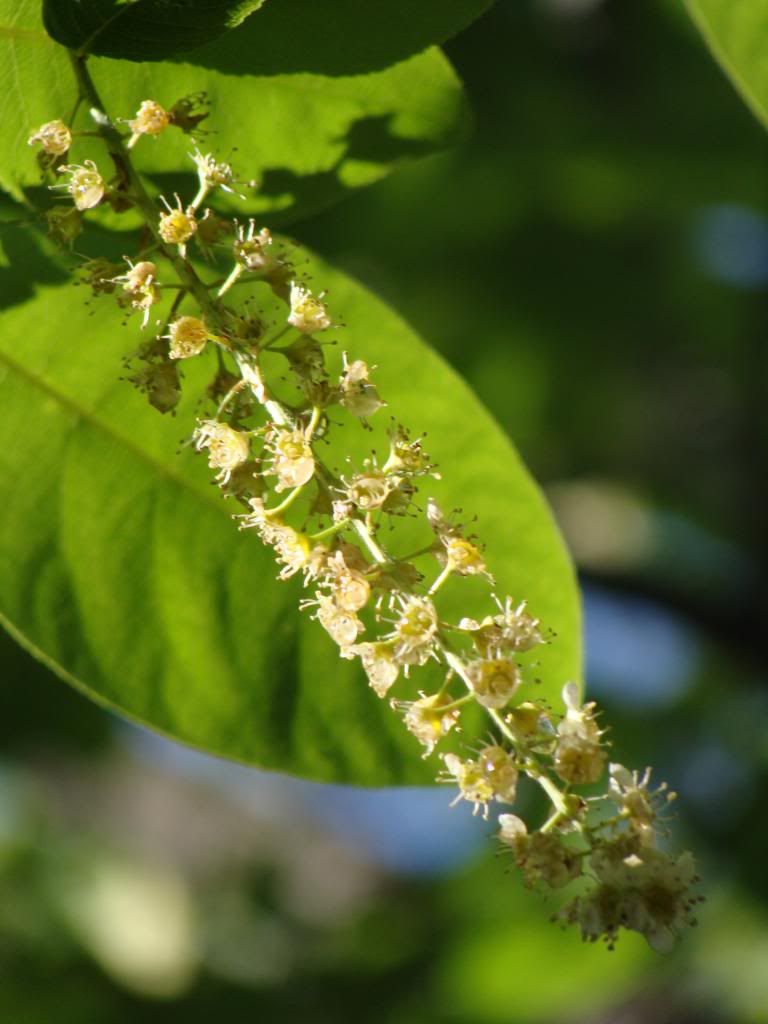  photo DSC04712_zps7929a01b.jpg