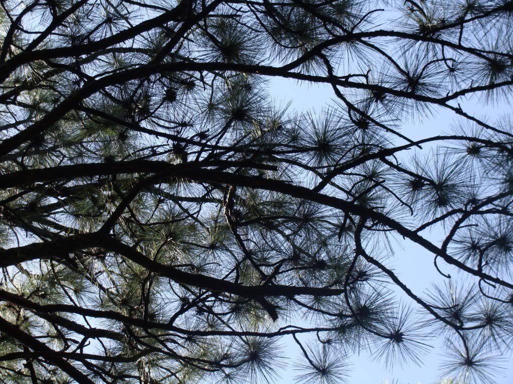  photo DSC04717_zpsf1f86163.jpg