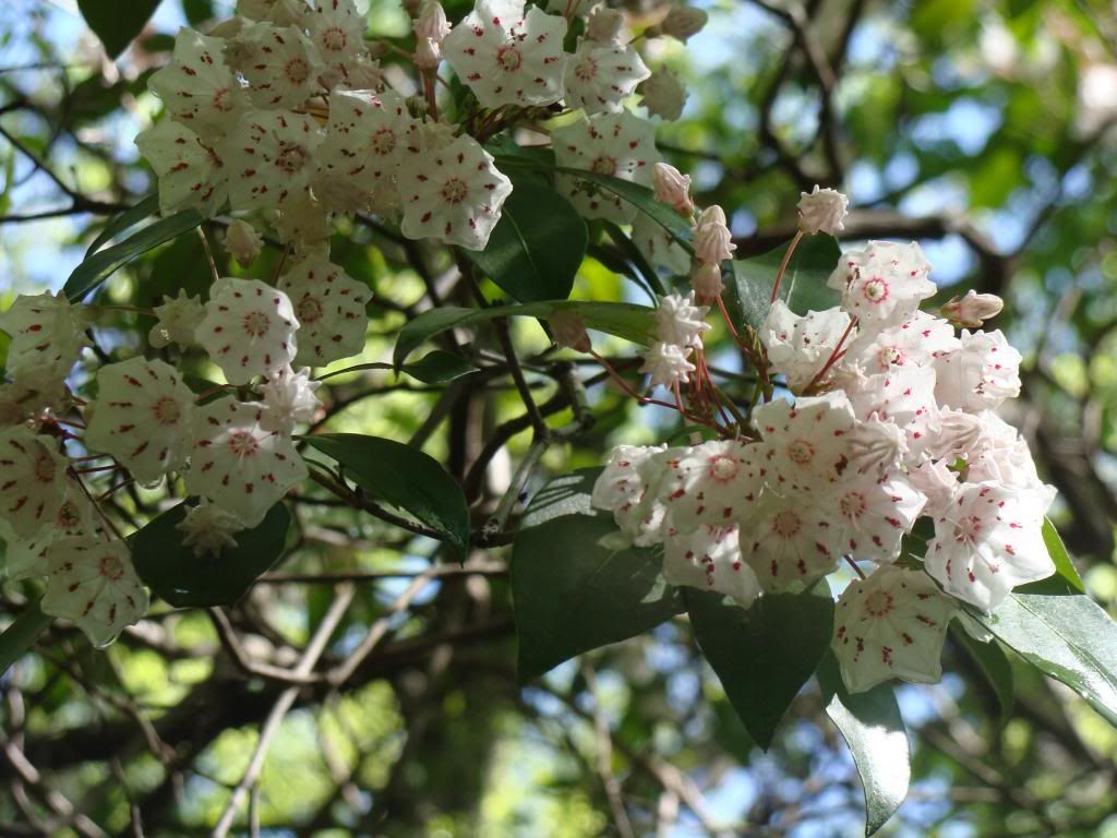  photo DSC04723_zps79113371.jpg