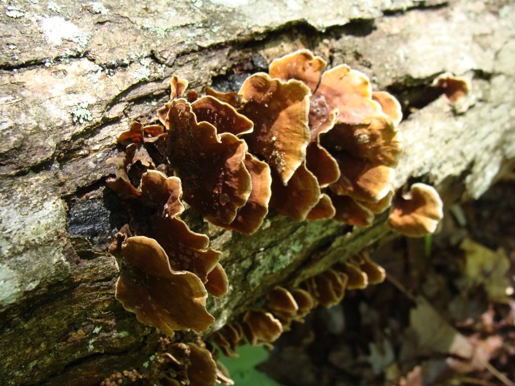  photo DSC04729_zpsfff33138.jpg