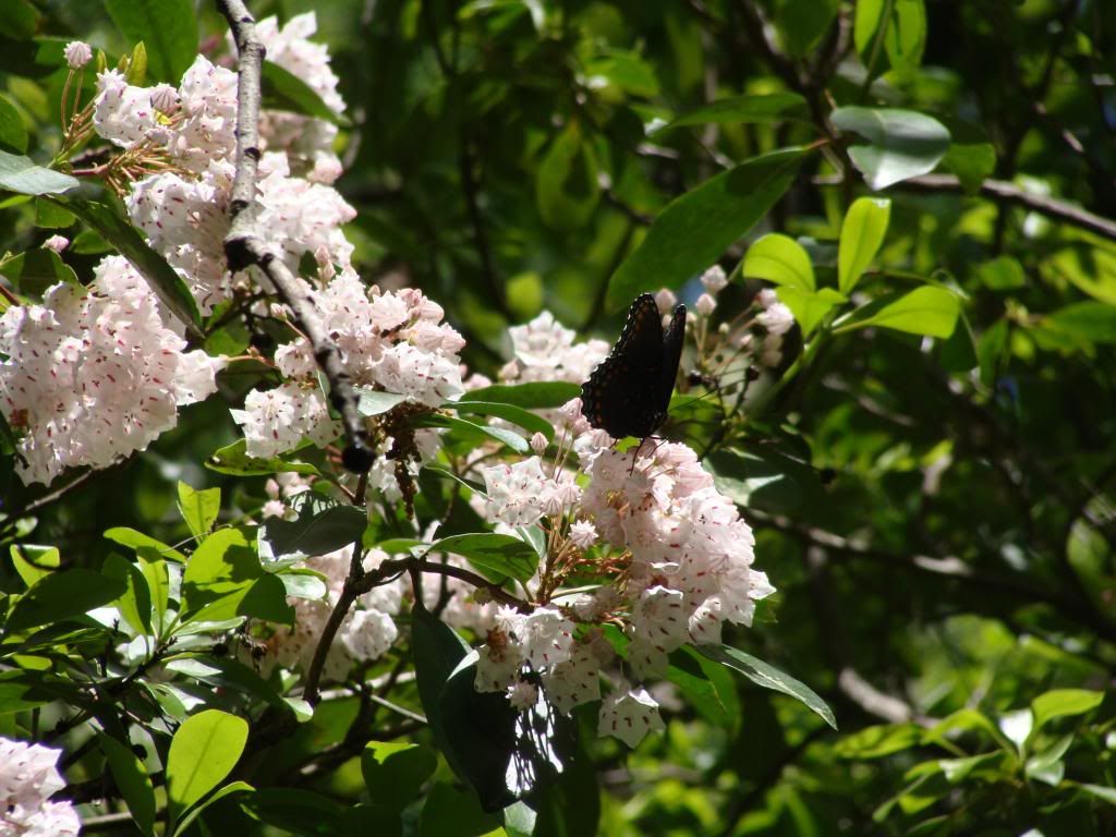  photo DSC04746_zps5bb62bf1.jpg