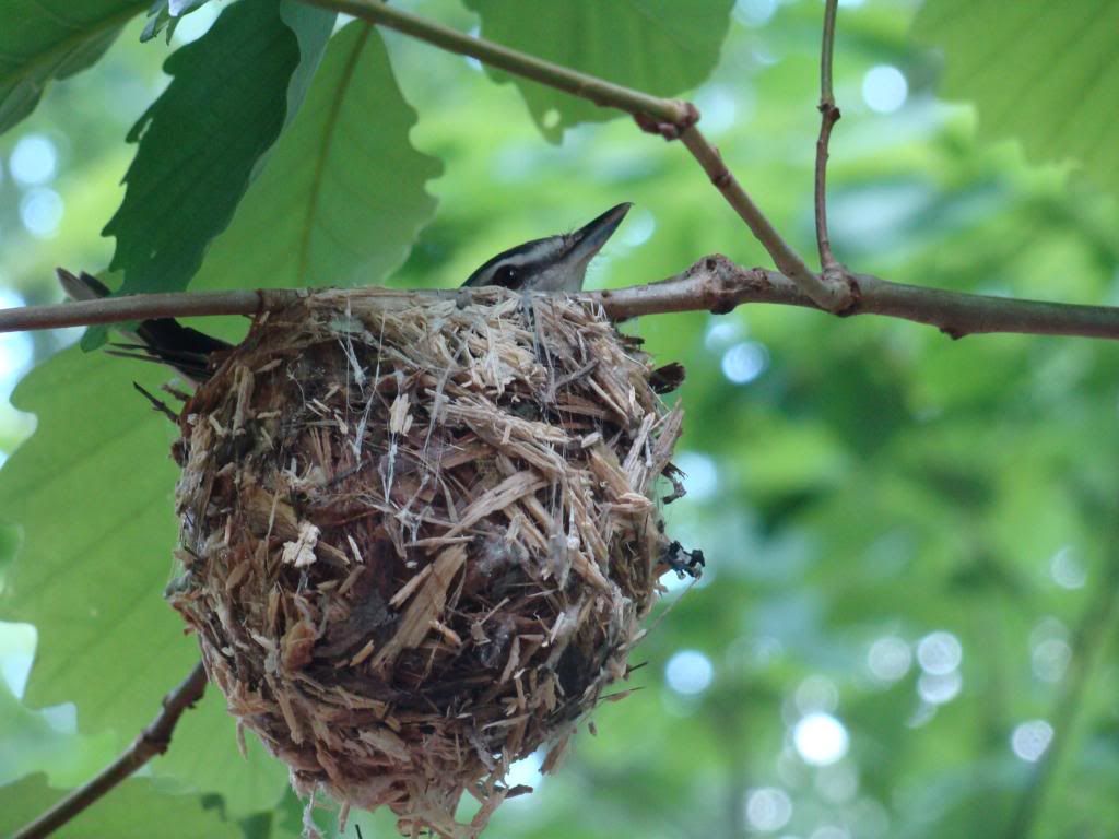  photo DSC04757_zps23719b83.jpg
