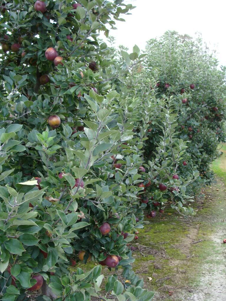  photo DSC06387_zps20e99848.jpg