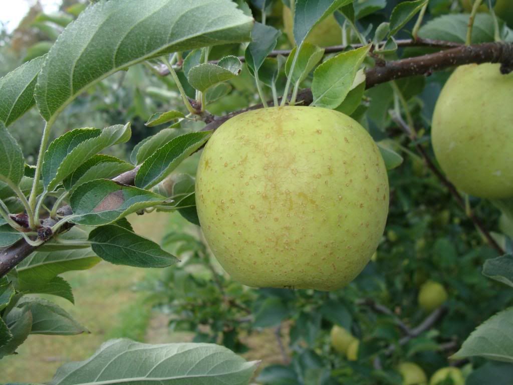  photo DSC06389_zps4b2a9224.jpg