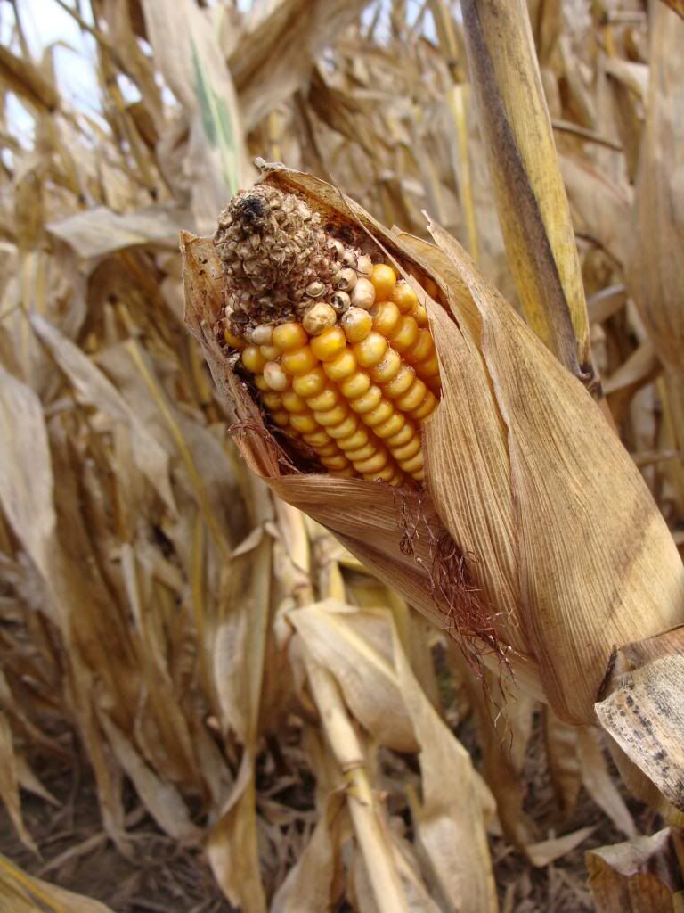  photo DSC06401_zpsd48a2494.jpg